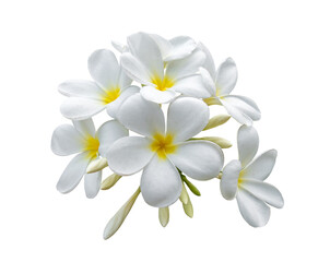 Tropical flowers frangipani (plumeria) isolated on  transparent png