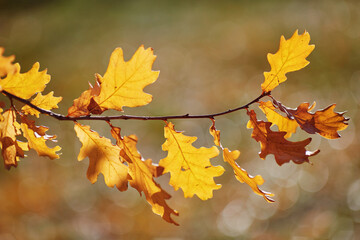 Autumn oak leaves on a branch. Yellow leaves. Autumn concept (selective DOF)
