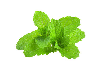 mint leafs herb. isolated on transparent png