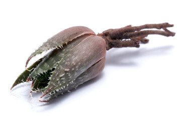 Aloe vera with root isolated on white background
