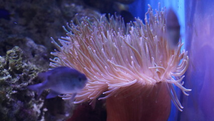 Naklejka na ściany i meble coral reef in aquarium | long tentacle toadstool coral