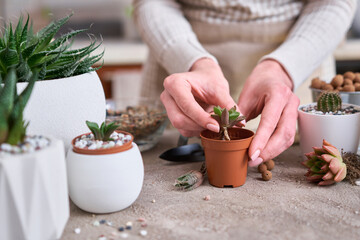 Woman holding Succulent haworthia Plant with roots ready for planting into brown plastic Pot