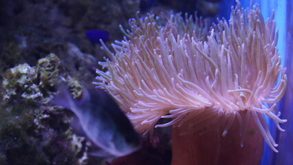 Naklejka na ściany i meble coral reef in aquarium | long tentacle toadstool coral |海葵
