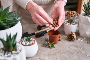 Woman putting expanded clay into brown plastic Pot for Succulent haworthia planting