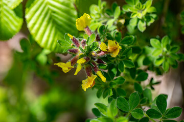 Cytisus hirsutus flower growing in forest, close up	