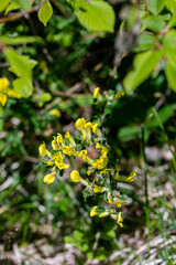Cytisus hirsutus flower growing in forest, close up	