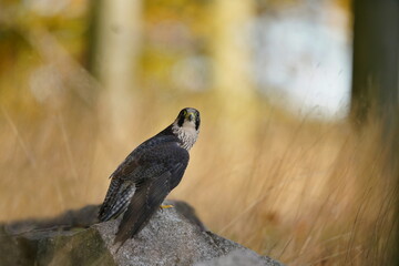 peregrine falcon sitting on the stone. Falco peregrinus in the nature habitat. nests in the national park czech switzerland
