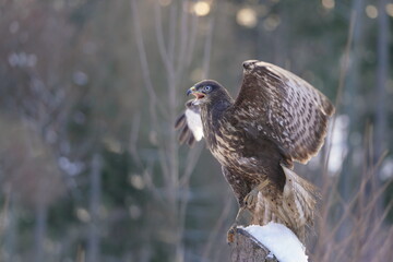 Winter scene with a common buzzard. Buzzard sitting on the branch. Buteo buteo.