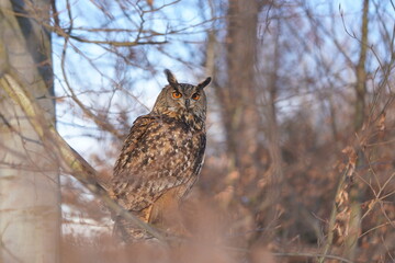 portrait of a eagle owl in the nature. Bubo bubo. Beautiful eagle owl sitting on the branch. Wildlife scene from nature.