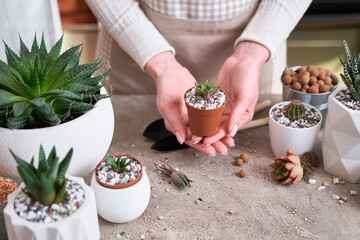 Woman holding planted Succulent haworthia Plant in brown plastic Pot