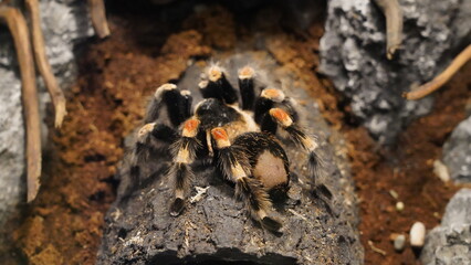 Mexico giant red knee|Brachypelma hamorii|墨西哥红膝鸟蛛|Araneae|Arachnida