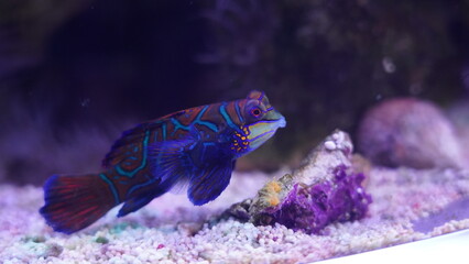 Mandarinfish