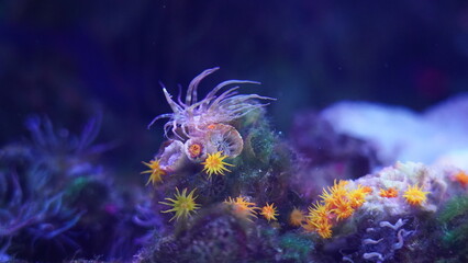 Fototapeta na wymiar Orange Cup Coral|Tubastraea coccinea|短管星珊瑚