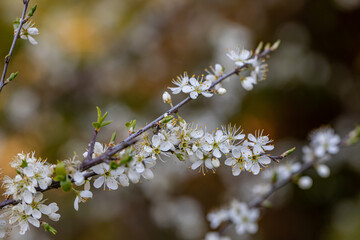 Prunus spinosa flower growing in meadow, close up	