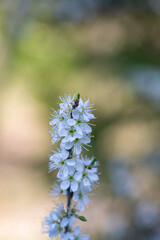 Prunus spinosa flower growing in meadow, close up	