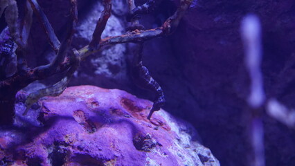 Seahorses are enchanting and unique marine creatures belonging to the genus Hippocampus within the Syngnathidae family.|海馬