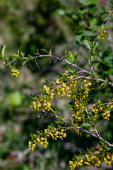 Berberis vulgaris flower growing in meadow, close up	