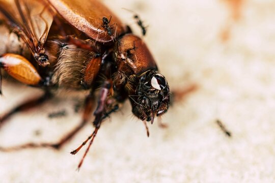 Dead Bug Eaten By The Ant