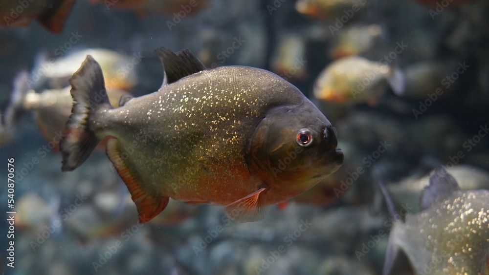 Wall mural Piranha fishing in aquarium|Piranha fishing can be an exhilarating and challenging experience! Piranhas are known for their sharp teeth and powerful jaws, making them an intriguing catch for anglers. 