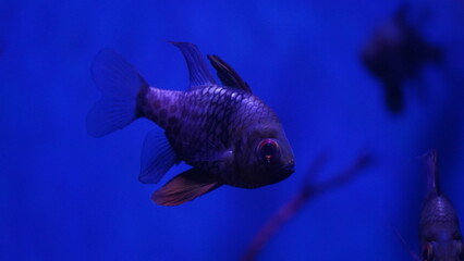 fish in aquarium