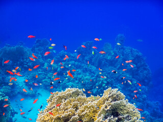 Fototapeta na wymiar incredible beautiful fishes over corals in deep blue water while diving