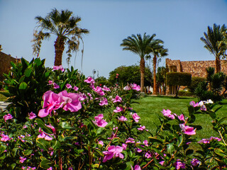 pink blossom in a garden with palm trees in egypt