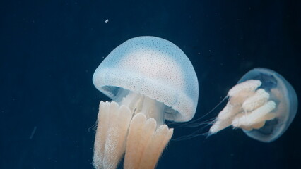 Rhopilema nomadica Nomad Jellyfish| white jellyfish in aquarium