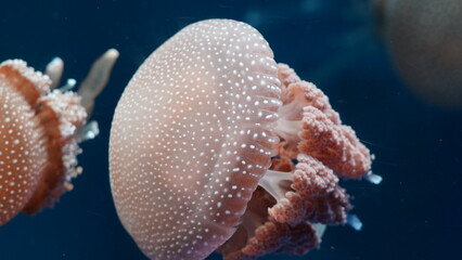 Phyllorhiza punctata, commonly known as the Australian spotted jellyfish or white-spotted jellyfish, is a species of jellyfish found in the Indo-Pacific region. |澳洲斑點水母 