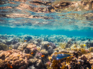 wonderful corals close under the water surface