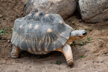 Obraz premium Radiated tortoise walking on ground, Astrochelys radiata. Critically endangered tortoise species, endemic to Madagascar.