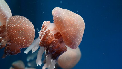 Phyllorhiza punctata, commonly known as the Australian spotted jellyfish or white-spotted...