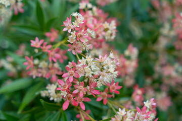 Clusters of pink and white flowers. Closeup. Ceratopetalum gummiferum. New South Wales Christmas Bush.