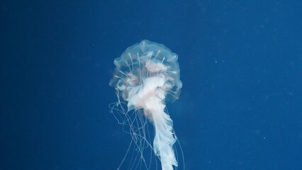 Pelagia noctiluca Luminescent jellyfish	
