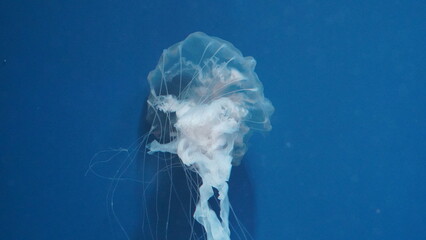 jellyfish in water © Jimmy