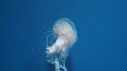 Pelagia noctiluca Luminescent jellyfish	
