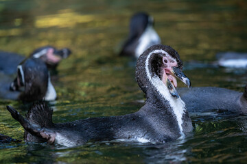 Fototapeta premium Humboldt penguin (Spheniscus humboldti) swimming in water