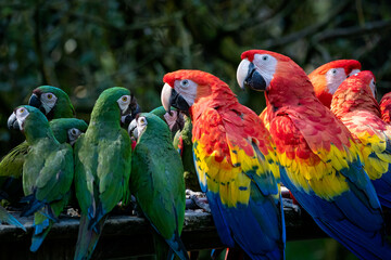 Group of Ara parrots, Red parrot Scarlet Macaw, Ara macao and military macaw (ara militaris) © Lubos Chlubny