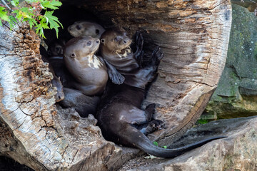 The Giant Otter family, Pteronura brasiliensis in a tree trunk