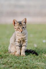 Naklejka na ściany i meble a small kitten sits on the grass, with one blind eye. Sitting outside on the grass in summer. Concept handicapped animals. Isolated, no people