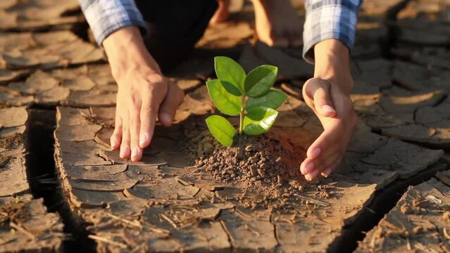 Hand of young man planting green plant on dry cracked earth metaphor recovery nature, Climate change solution by people cooperation.