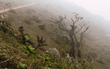 Old tree, and green plants in foggy day in National Reserve Lomas de Lachay, protected area in Lima Peru.