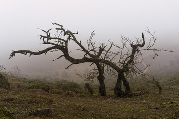 Old tree, and green plants in foggy day in National Reserve Lomas de Lachay, protected area in Lima Peru.