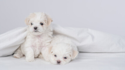 Two cute white Maltese puppies sit under white warm blanket on a bed at home and look at camera. Empty space for text