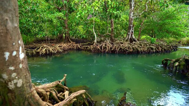 Tropical trees roots in swamp forest and crystal clear water stream canal at Tha Pom Klong Song Nam mangrove wetland Krabi Thailand Beautiful nature view