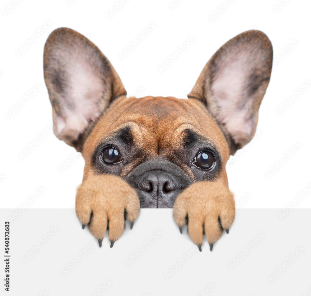 Wall mural scared french bulldog puppy looks above empty white banner. isolated on white background