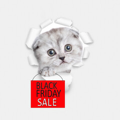Cute kitten looks through the hole in white paper and shows signboard with labeled "black friday"