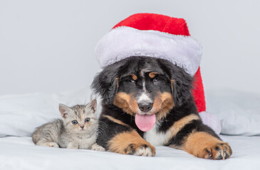 Happy Bernese mountain dog puppy wearing santa hat lying with tiny kitten under warm blanket on a bed at home