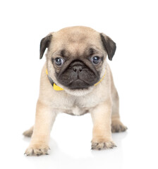 Tiny pug puppy standing in front view and looking at camera. isolated on white background