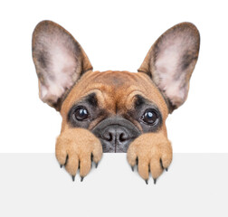 Scared french bulldog puppy looks above empty white banner. isolated on white background