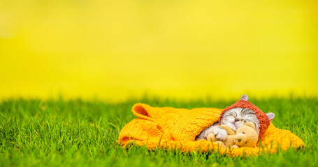 Tiny kitten wearing warm hat hugs favorite toy bear and sleeps on plaid on green summer grass. Empty space for text